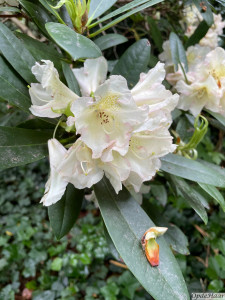Rhododendron Silvia                 